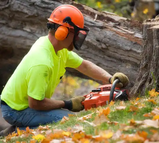 tree services Hiram